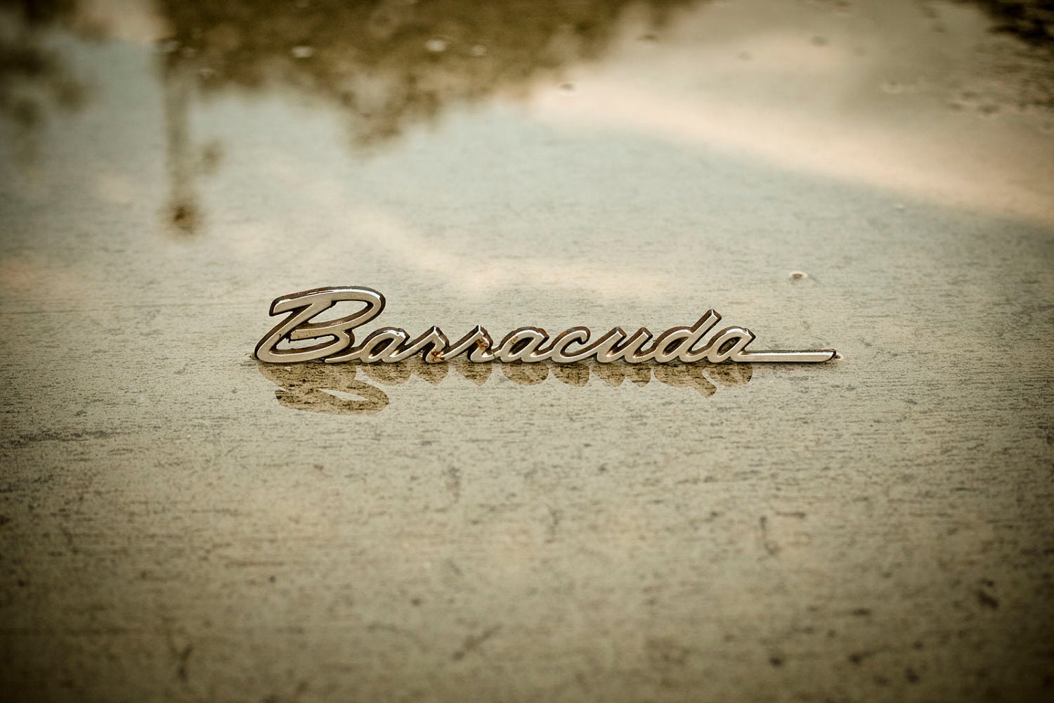 barracuda car logo