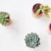 Mini Planters set of 5, Neon Pink, modern home decor, wedding favors
