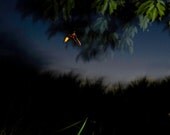 Firefly: The Art of Staying Aglow No.3