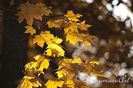 Golden Leaves, Yellow Autumn Forest, Gold Sycamore, Fine Art Photography, 12x7.88" - MurumuruArt
