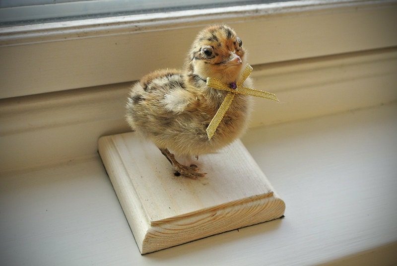 Taxidermy Chick on Wooden Base With Bow featured image