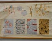 Belgian Nerve Cell School Chart