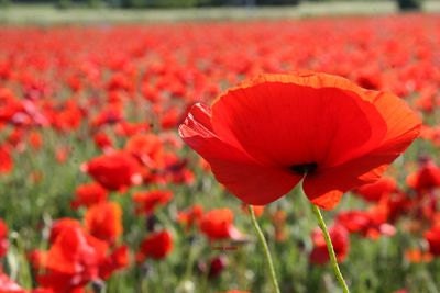 1/2 LB Red Corn Poppy, Reseeds Itself Every Year, Perfect for Weddings, Over a Million Seeds