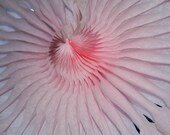 Pink Party Fans Il_170x135