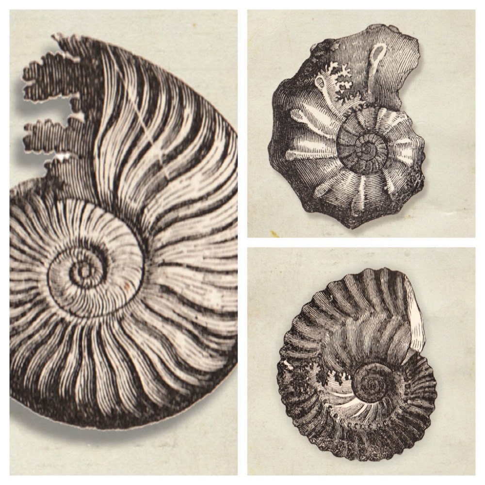 SET of Fossil sea shell Print Vintage Image Natural History