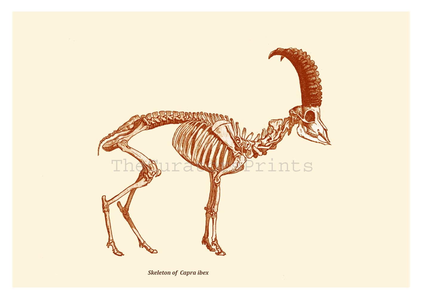 Skeleton Print  Wild Goat of the Alps Vintage Illustration Large Horns Alpine ibex