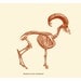 Skeleton Print Bighorn Sheep Vintage Illustration