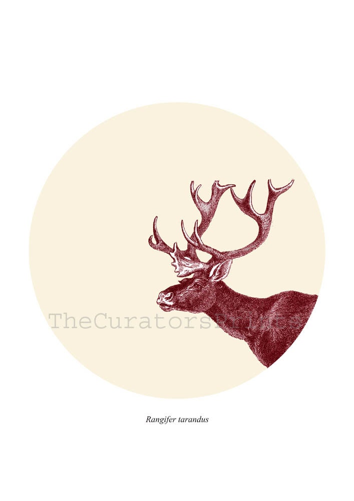 Caribou Print / Digital Print / Wall Poster Home Decor /  Reindeer Rangifer tarandus / 8 x 10