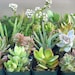 8 Live Potted Succulent  Plant Collection