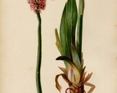 Antique THOMAS MEEHAN Hand Coloured Bookplate Color Book Plate Vintage Print Native Flowers Ferns 1879 Helonias Bullata Stud Flower 9
