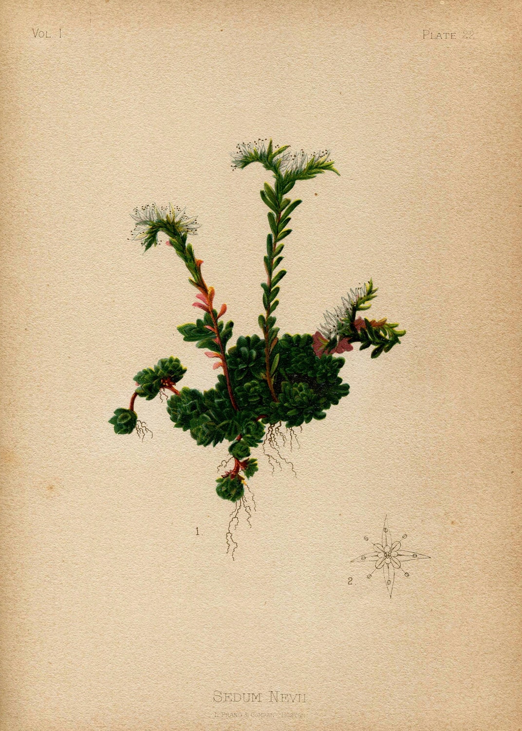 Antique THOMAS MEEHAN Hand Coloured Bookplate Color Book Plate Vintage Print Native Flowers Ferns 1879 Sedum Nevil Stone Crop 22