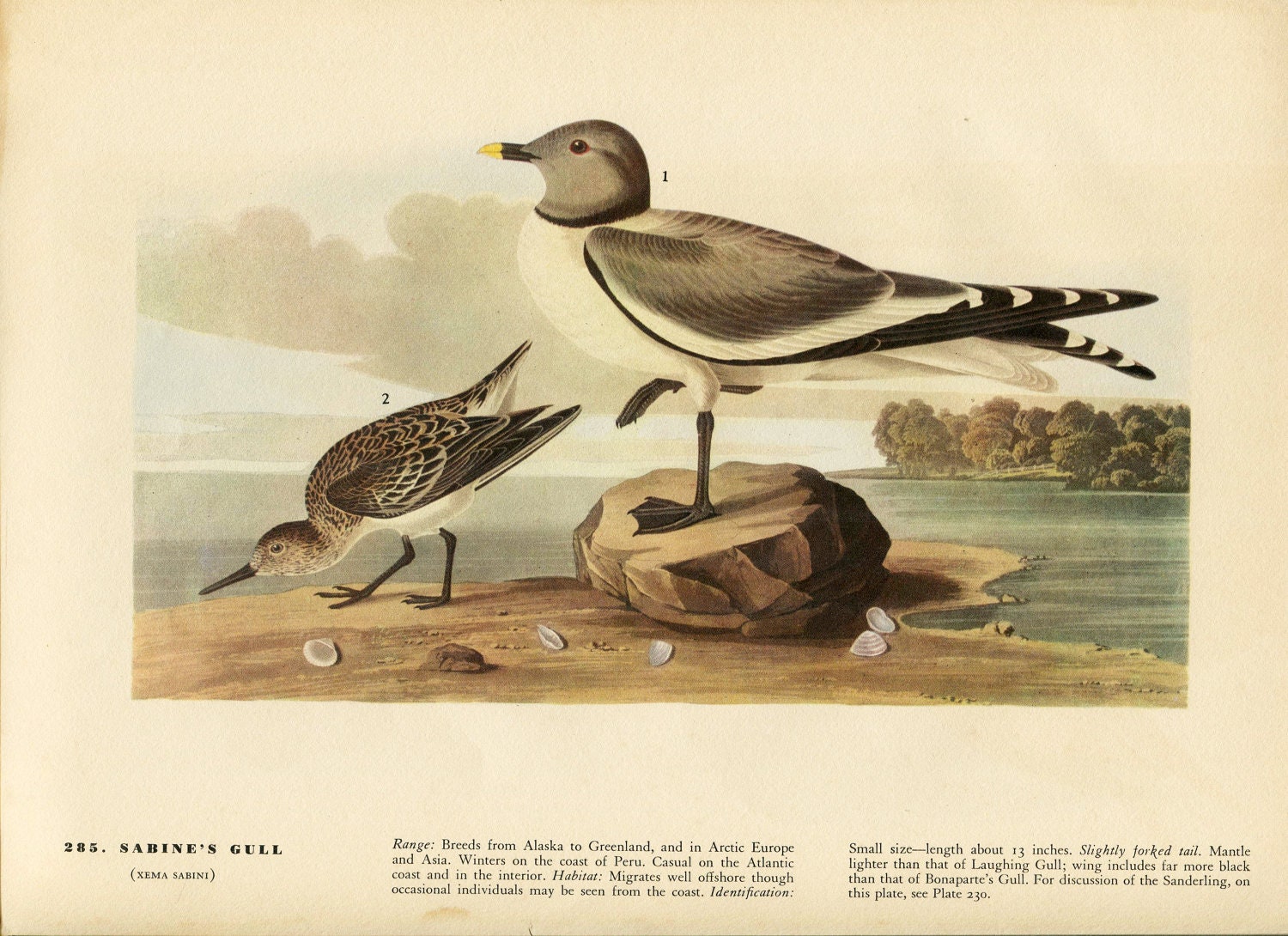Old 1941 Antique Vintage Book JOHN JAMES AUDUBON Birds of America Bookplate of Water-color Painting Plate Sabines Gull 285