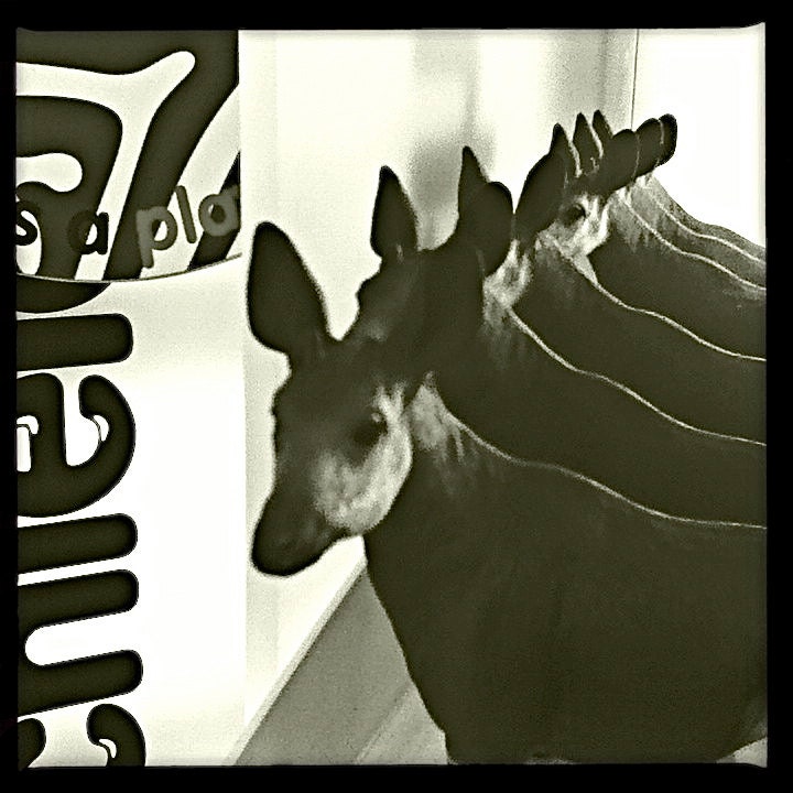 Critters - Animal Images - Zoo, Africa Australia Animals, Furry, Sea Life, Graphics -- Fine Art Hipstamatic Photograph