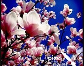 Spring Magnolia 8" x 8" Print