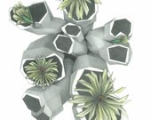 ART SUCCULENT DRAWING Flower Cactus Plant Linear Print of Original 9 x 11 ready to ship