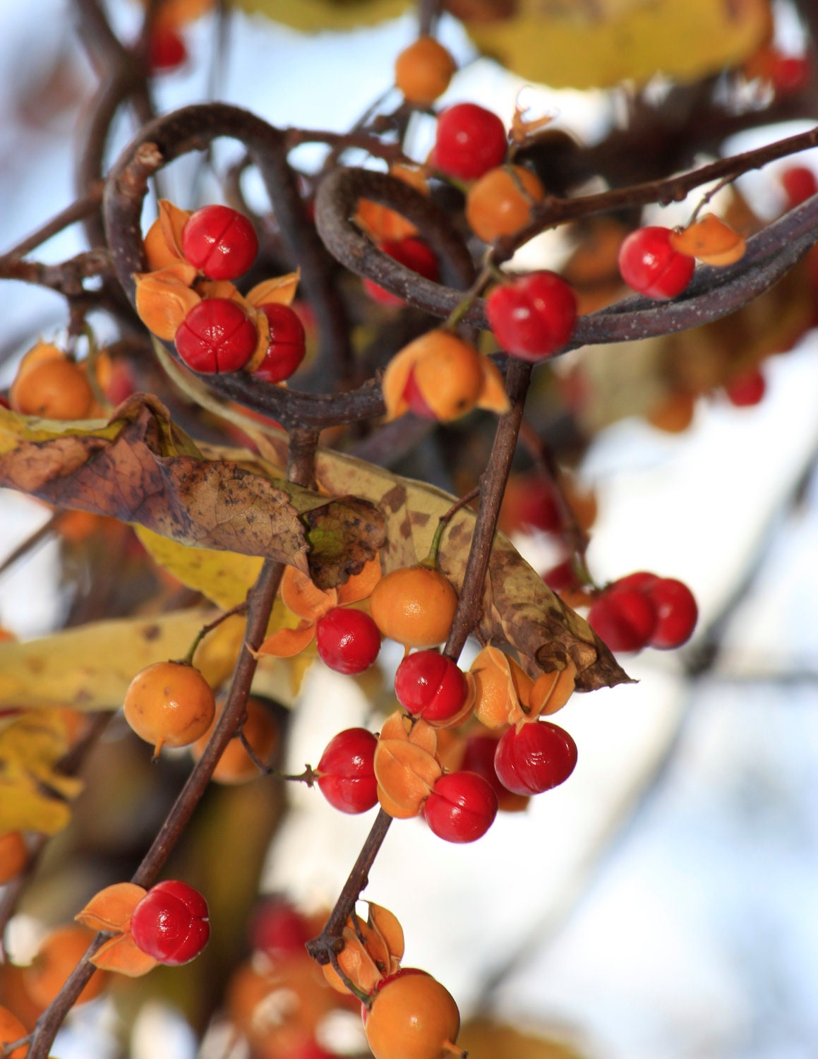 Orange and red berries autumn vines fall by WhiteCottagePhoto
