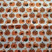 SALE - Sevenberry Woodlands Creatures in Apples Fat Quarter
