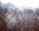 October Field