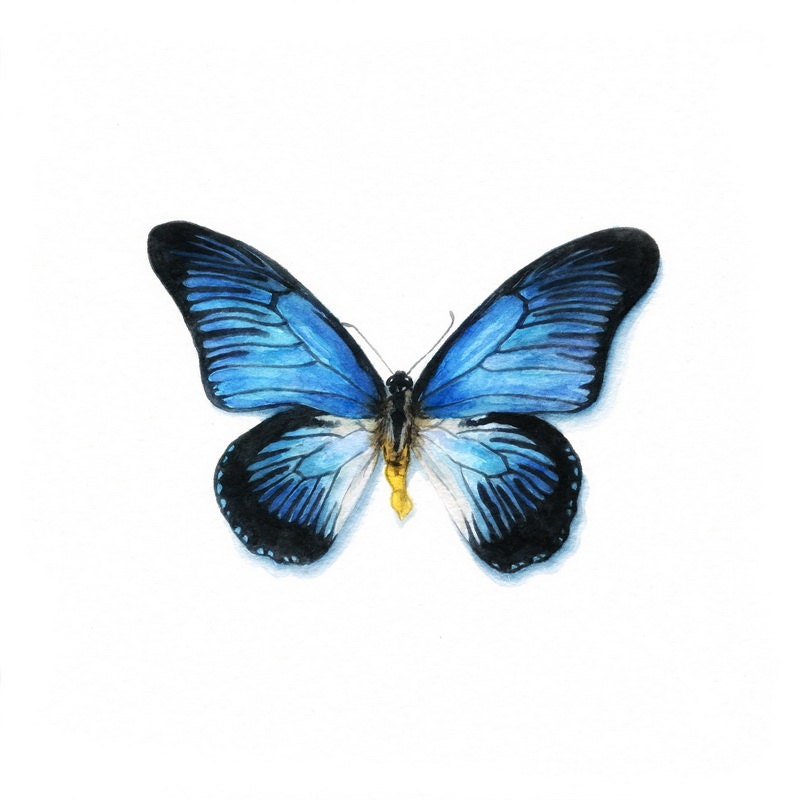 Butterfly  - Original Watercolor -  GICLEE PRINT - Giant Blue Swallowtail (Papilio zalmoxis Blue)