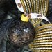 Reserved listing for Carrie Iowa Hawkeyes Wreath