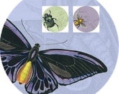 Insecta Collection Set of 3-  Butterfly, Beetle, Bumble Bee 10' inch Decorative Melamine Plates