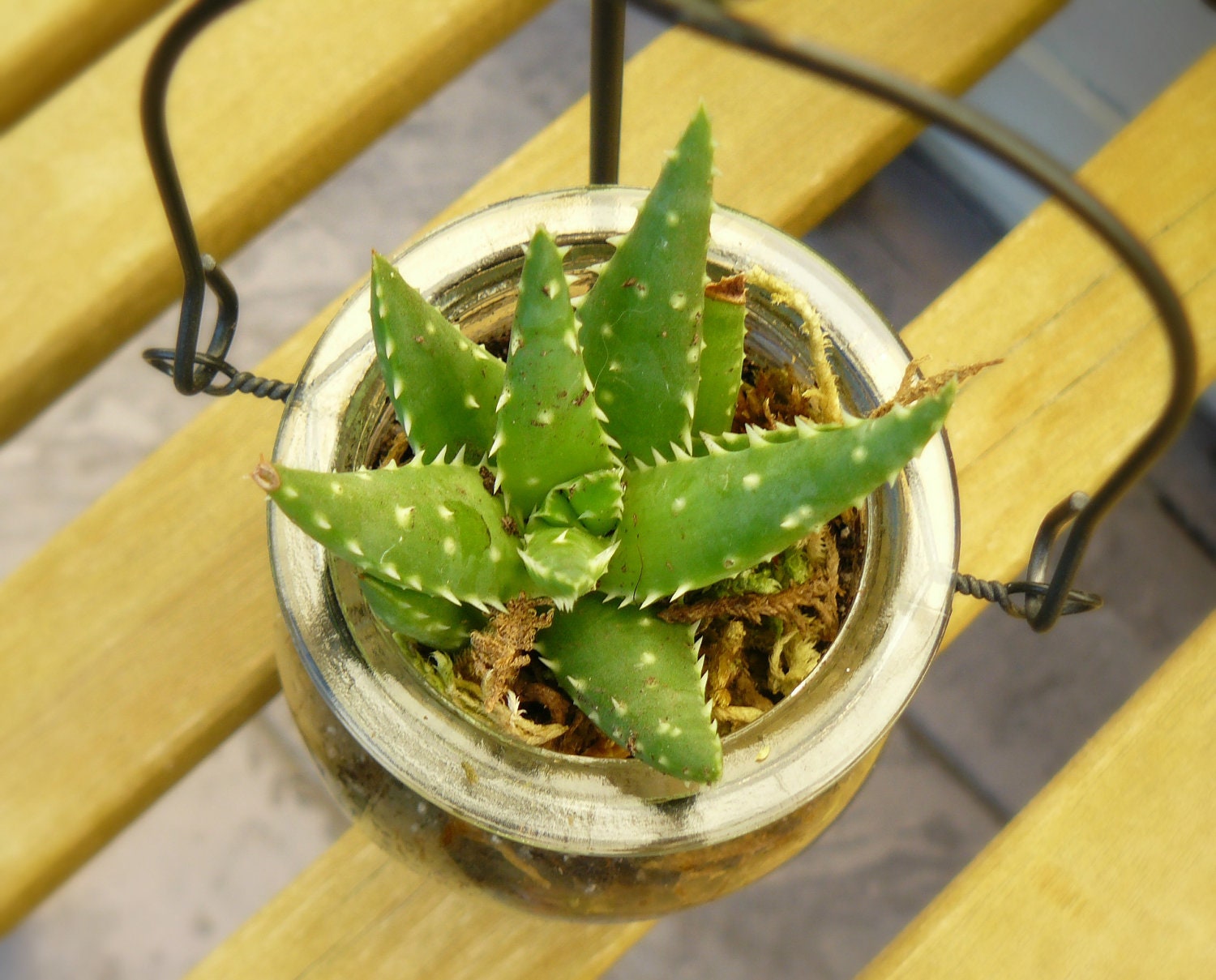 Aloe vera in jar Aloe vera terrarium