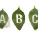 Leaf alphabet stickers