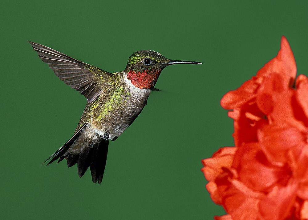 30% OFF SALE Hummingbird, Ruby Throated, 5x7 Matted Animal Photography, Wildlife Nature Print, Wild Bird Photo Art, Red Flower, Green