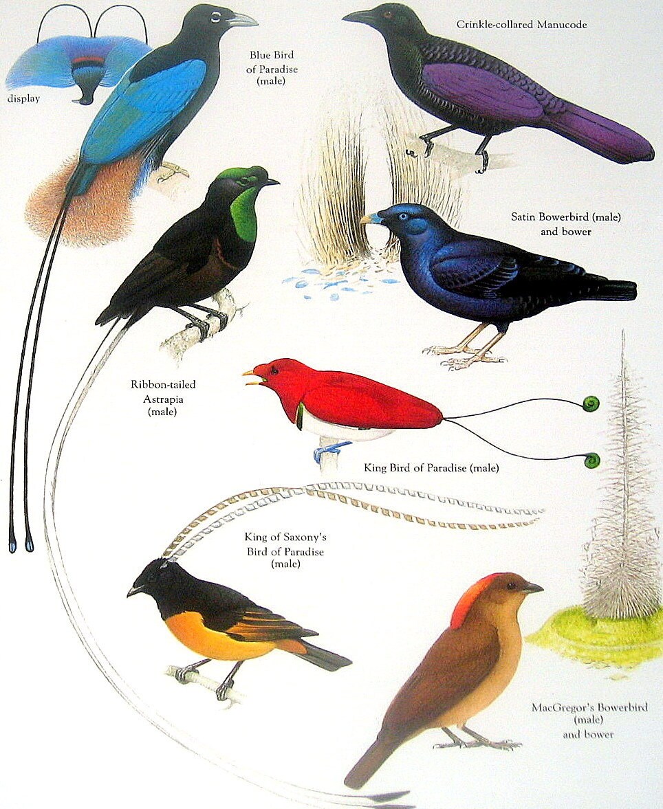 1000+ images about Birds of Paradise on Pinterest