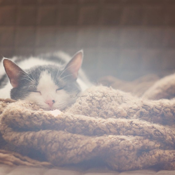 pet photography, cat photograph, animal lovers gift, sunshine, cozy knitted blanket, cute sleeping kitty, white gray brown, kids room