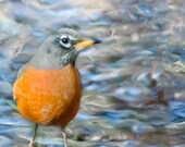 Red Robin Bird, Fine Art ,Nature Photograph, 5x7