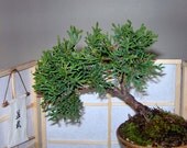 eBook // Growing Bonsai // How to - Booklet // 1973 // Digital Download pdf