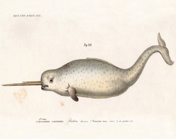 Antique Narwhal Print - Sea Monster Vintage Illustration - Nautical Seaside Whale Unicorn Ocean Pirate