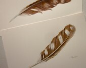 Warm brown feathers -- pair of original drawings -- watercolour and coloured pencil