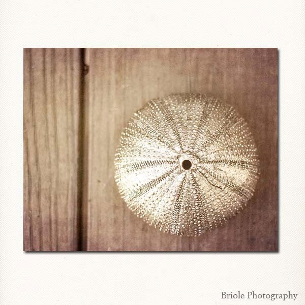 Still Life Photograph - sea urchin photography 8x10 affordable fine art print silver brown wall art home decor nature holiday gift for her