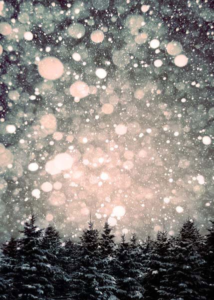 Nature Photography, Neutral Wall Decor, Brown and White Winter Scene - Falling snow on Christmas Trees 8x10