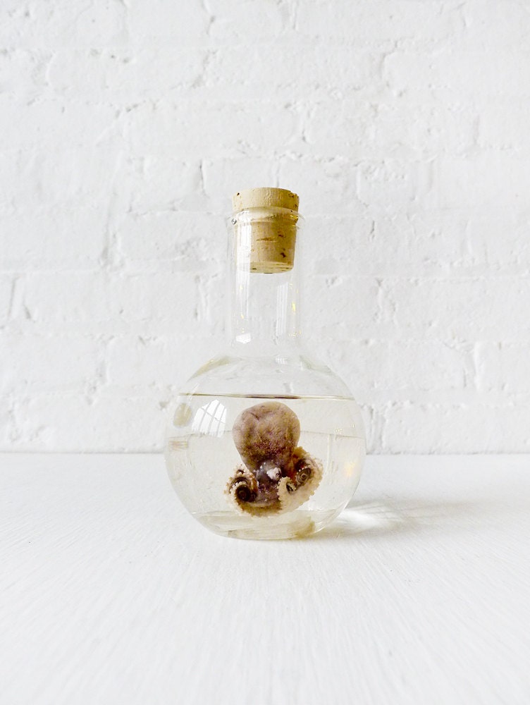 Sea Witch Octopus Specimen In Crystal Science Beaker w Bed of Quartz Crystals.