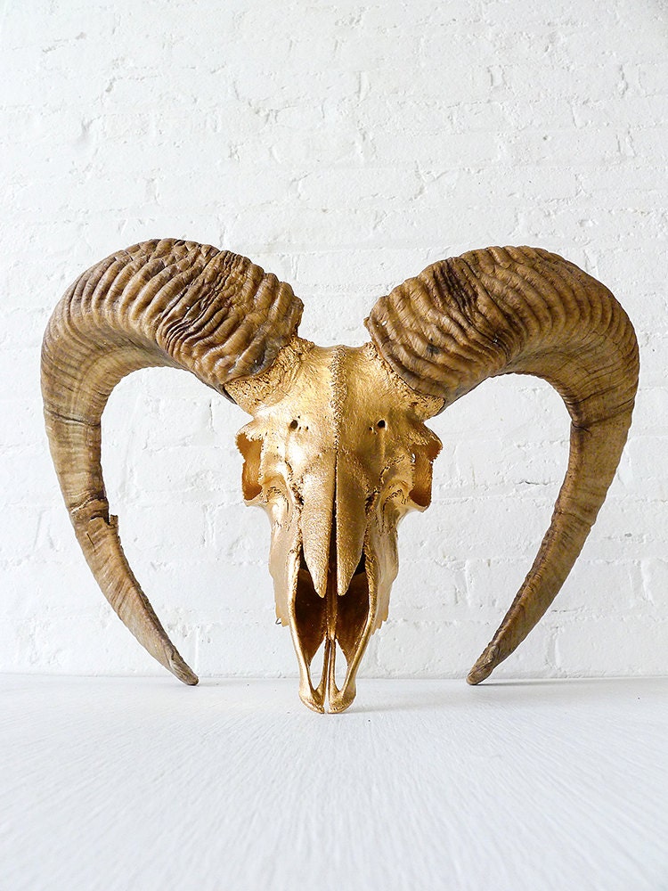 Huge Horn 24k Gold Ram Skull Mount Taxidermy