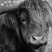 Highland Cattle 19 - Fine Art Photography - Highland Cow - Nature Photography - 7x5 Print