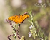 Gulf Fritillary Butterfly 8x10 Metallic Fine Art Photograph Orange Flower Nature