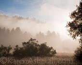 October Fog - Foggy morning, Redwoods, Nature, Landscape Photography, Fine Art Photography 8" x 12" Photographic Print