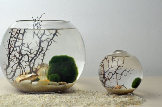 Marimo Terrarium - Japanese Moss Ball Aquarium - fishbowl glass vase - Giant Marimo - Marimo Nano - sea fan - sea shells - sand