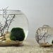 Marimo Terrarium - Japanese Moss Ball Aquarium - fishbowl glass vase - Giant Marimo - Marimo Nano - sea fan - sea shells - sand