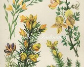 Vintage Botanical Print Antique FLOWERS, plant print botanical print, bookplate 19 art print, yellow plants plant wall