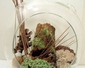 Woodland Scene Terrarium with Moss Lichens and Snails DIY project Jumbo