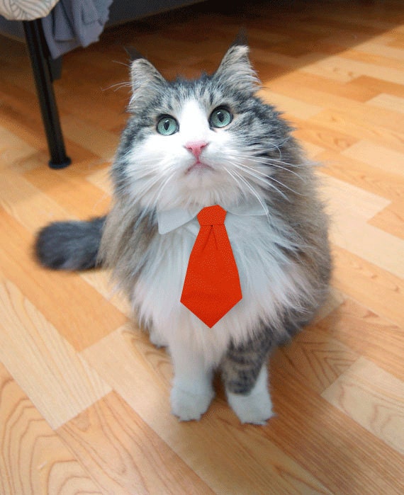 Pet Dog Cat Collar ACCESSORY Red Necktie