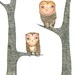 Limited Edition - large owl print "Heirarchy" on quality archival paper. 36 x 48cm - edition of 100.