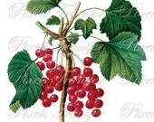 REDCURRANT BUTTERFLY Digital Downloads, Redoute botanical illustration, red fruit clipart 186
