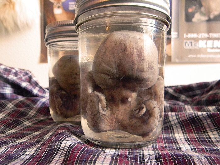 L Baby Octopus - Real Preserved Wet Specimen