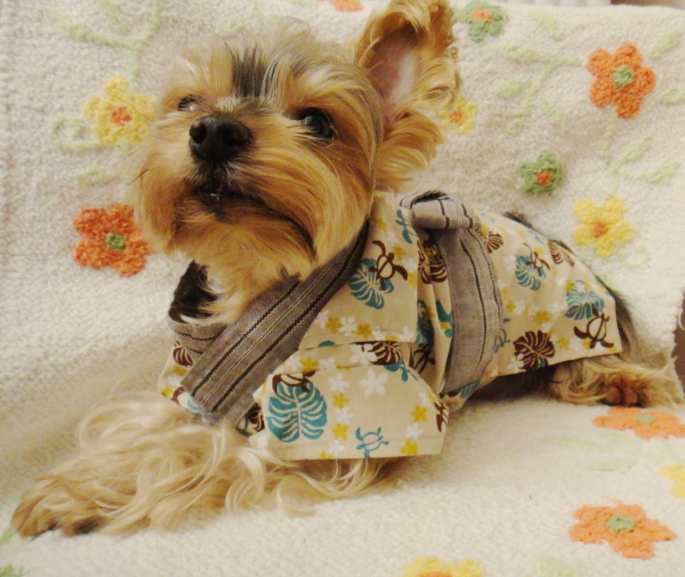 yorkie apparel yorkie boy clothes breeds picture yorkie apparel yorkie boy clothes breeds picture